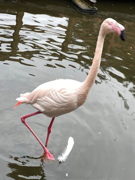 神戸どうぶつ王国に投稿された画像（2024/11/16）