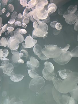 アクアワールド茨城県大洗水族館に投稿された画像（2024/11/16）