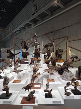 特別展「鳥 ～ゲノム解析が解き明かす新しい鳥類の系統～」国立科学博物館に投稿された画像（2024/11/16）