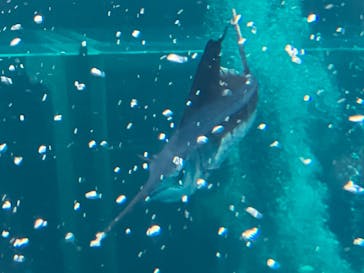 環境水族館アクアマリンふくしまに投稿された画像（2024/11/16）