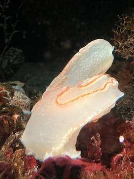 環境水族館アクアマリンふくしまに投稿された画像（2024/11/16）