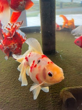 環境水族館アクアマリンふくしまに投稿された画像（2024/11/16）