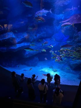 すみだ水族館に投稿された画像（2024/11/16）