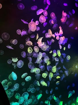 すみだ水族館に投稿された画像（2024/11/16）