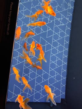 すみだ水族館に投稿された画像（2024/11/16）