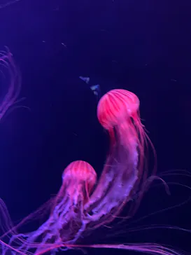 すみだ水族館に投稿された画像（2024/11/16）
