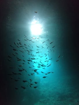 武藤潜水に投稿された画像（2024/11/16）