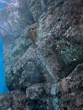 名古屋港水族館に投稿された画像（2024/11/16）