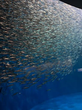 名古屋港水族館に投稿された画像（2024/11/16）