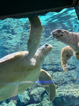 名古屋港水族館に投稿された画像（2024/11/16）