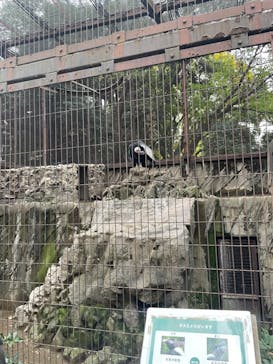 恩賜上野動物園に投稿された画像（2024/11/16）