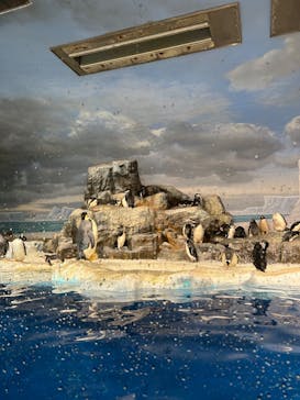 名古屋港水族館に投稿された画像（2024/11/16）