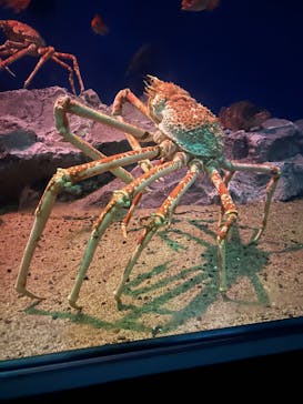 名古屋港水族館に投稿された画像（2024/11/16）