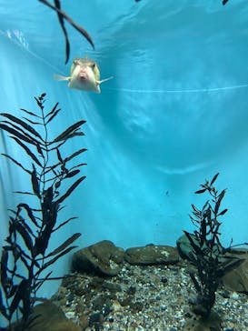 名古屋港水族館に投稿された画像（2024/11/16）