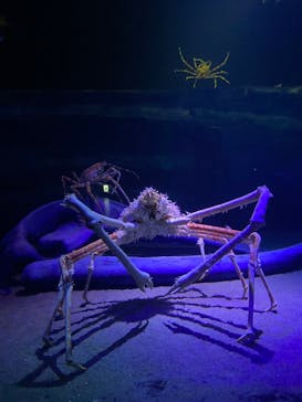 竹島水族館に投稿された画像（2024/11/16）