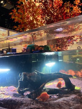 マクセル アクアパーク品川に投稿された画像（2024/11/16）