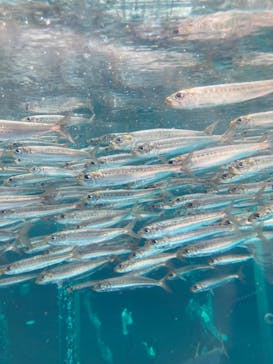 環境水族館アクアマリンふくしまに投稿された画像（2024/11/16）