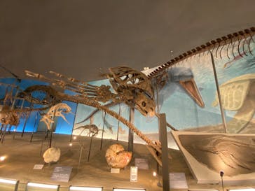 福井県立恐竜博物館に投稿された画像（2024/11/16）