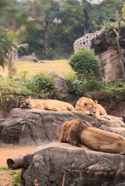天王寺動物園に投稿された画像（2024/11/16）