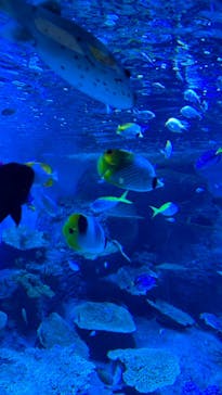しながわ水族館に投稿された画像（2024/11/16）