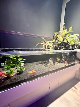 横浜開運水族館 フォーチュンアクアリウムに投稿された画像（2024/11/16）