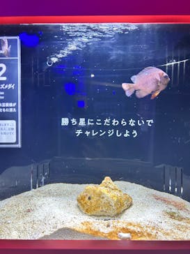 横浜開運水族館 フォーチュンアクアリウムに投稿された画像（2024/11/16）