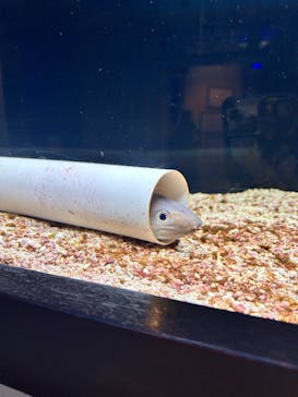 横浜開運水族館 フォーチュンアクアリウムに投稿された画像（2024/11/16）