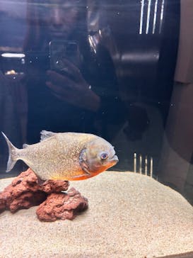 横浜開運水族館 フォーチュンアクアリウムに投稿された画像（2024/11/16）