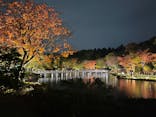国営昭和記念公園 秋の夜散歩に投稿された画像（2024/11/16）