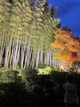 国営昭和記念公園 秋の夜散歩に投稿された画像（2024/11/16）
