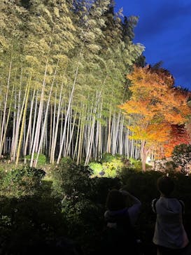国営昭和記念公園 秋の夜散歩に投稿された画像（2024/11/16）