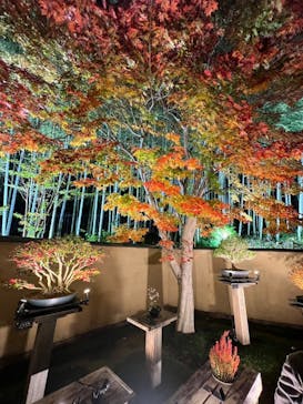 国営昭和記念公園 秋の夜散歩に投稿された画像（2024/11/16）