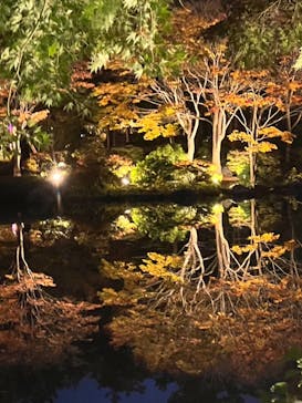 国営昭和記念公園 秋の夜散歩に投稿された画像（2024/11/16）