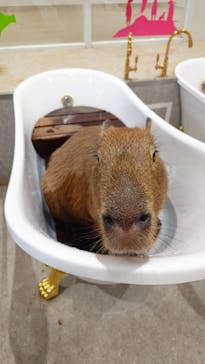 アニタッチ 東京ドームシティに投稿された画像（2024/11/16）