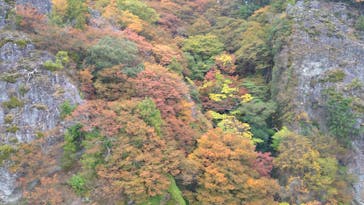 寒霞渓ロープウェイに投稿された画像（2024/11/16）