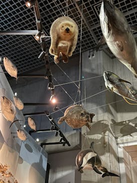 国立科学博物館に投稿された画像（2024/11/16）