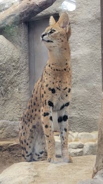 神戸どうぶつ王国に投稿された画像（2024/11/16）