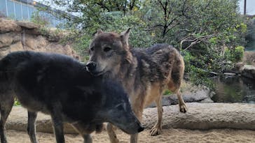 神戸どうぶつ王国に投稿された画像（2024/11/16）