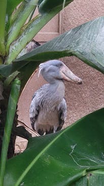 神戸どうぶつ王国に投稿された画像（2024/11/16）