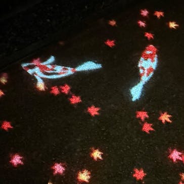 国営昭和記念公園 秋の夜散歩に投稿された画像（2024/11/16）