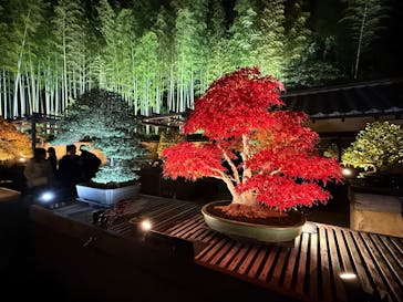 国営昭和記念公園 秋の夜散歩に投稿された画像（2024/11/16）