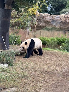 恩賜上野動物園に投稿された画像（2024/11/16）