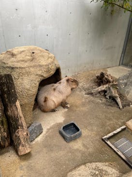 世界淡水魚園水族館　アクア・トトぎふに投稿された画像（2024/11/16）