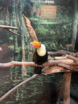 世界淡水魚園水族館　アクア・トトぎふに投稿された画像（2024/11/16）