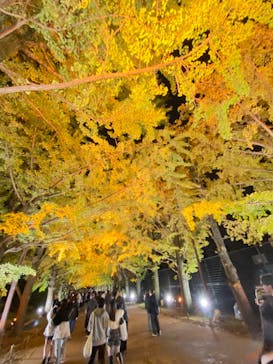 国営昭和記念公園 秋の夜散歩に投稿された画像（2024/11/16）