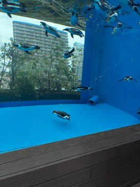サンシャイン水族館に投稿された画像（2024/11/16）