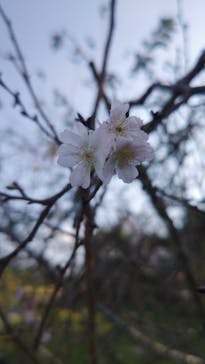 いばらきフラワーパークに投稿された画像（2024/11/16）