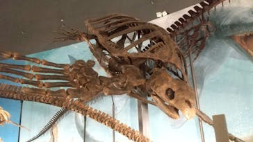 福井県立恐竜博物館に投稿された画像（2024/11/16）