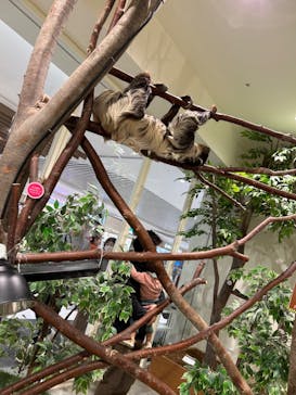 Moff animal cafe イオンモール新利府店に投稿された画像（2024/11/16）