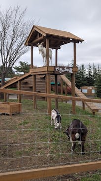 那須どうぶつ王国に投稿された画像（2024/11/17）